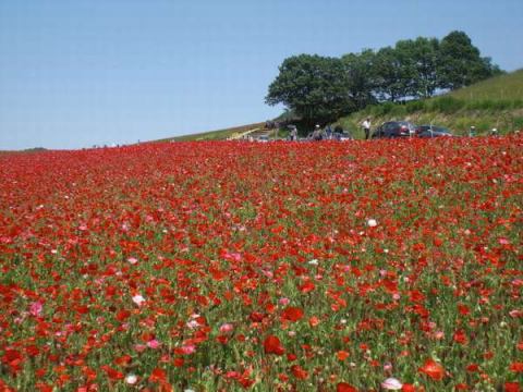 wt2r bw480h360 5 2 wt2r bw480h360 5 2